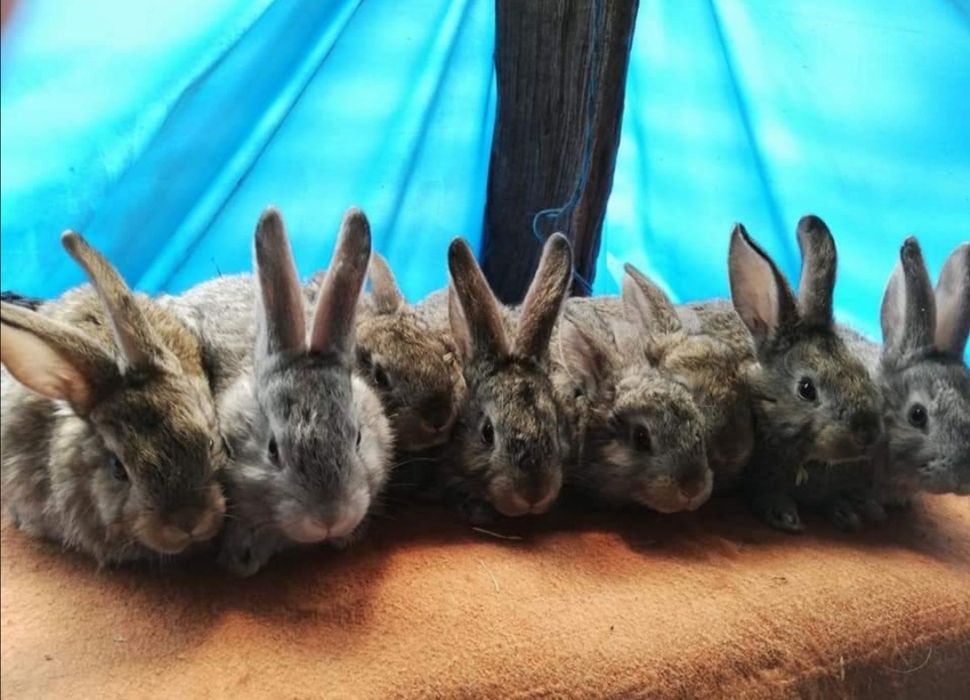 Vând iepuri diferite rase și vârste și preturi