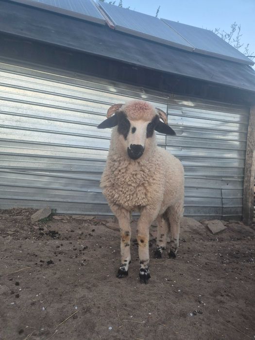 Berbecuți de vânzare