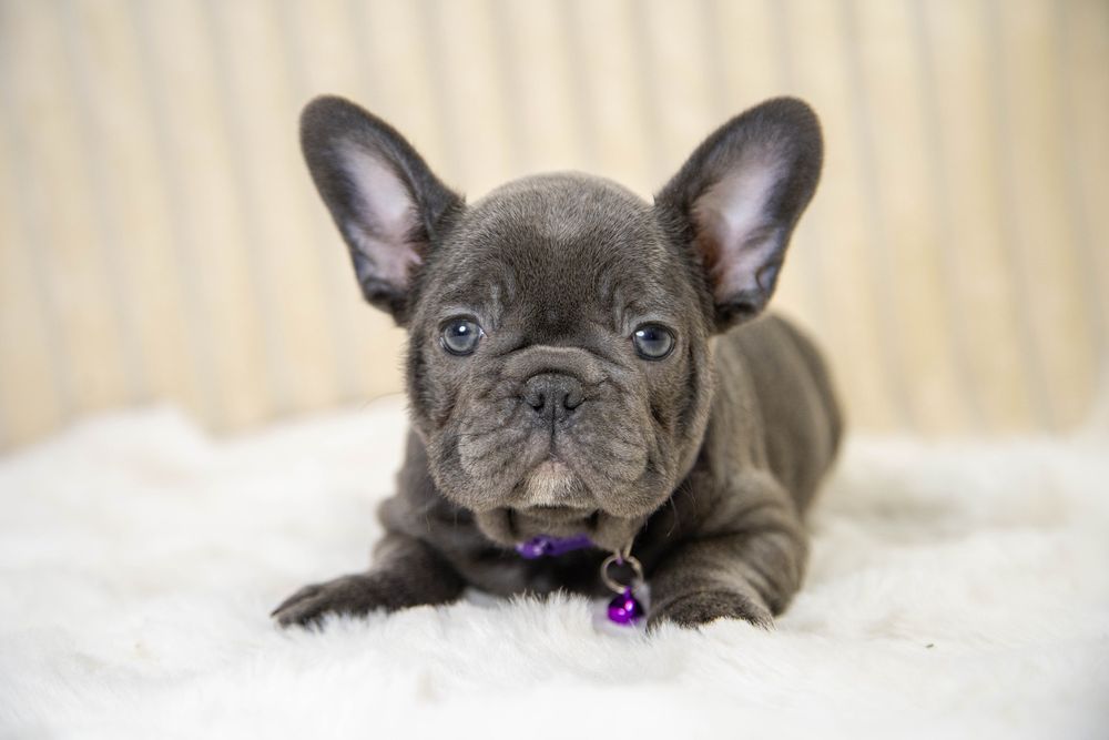 bulldog francez blue