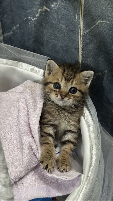 котенок 1 месяц ищет дом