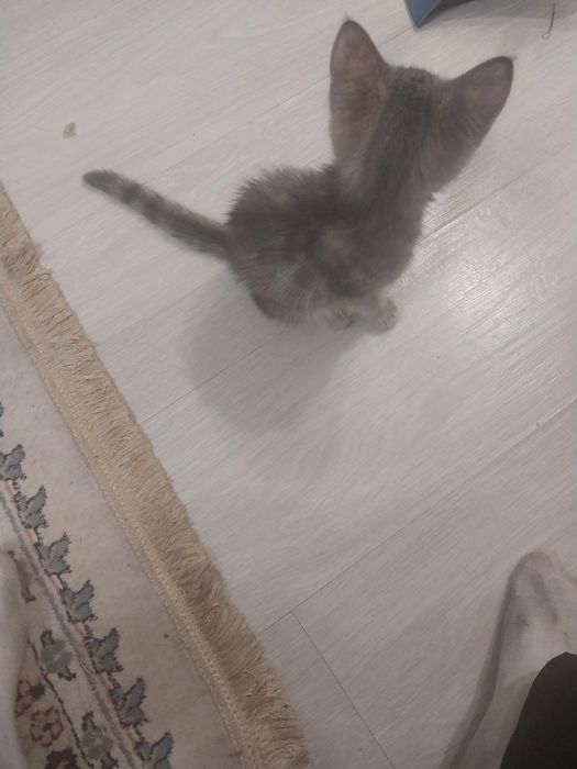 Котенок доброй руки