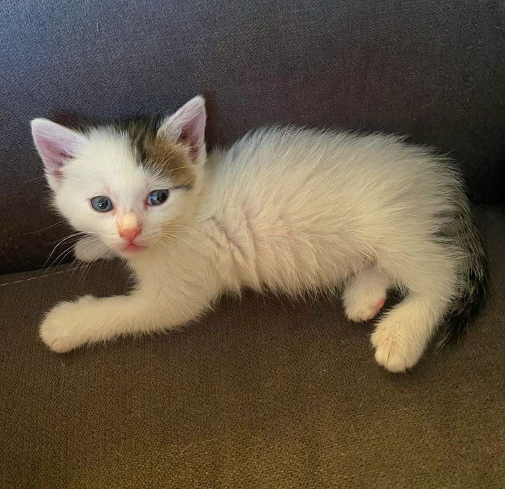 Adoptie pui de pisica 1,5 luni