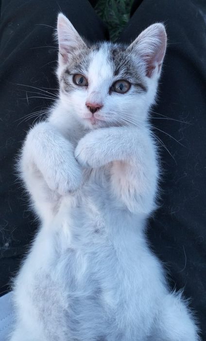 Котята в хорошие руки