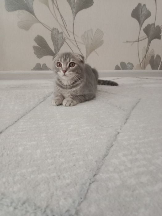 Шотландский вислоухая