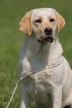 catel labrador calitate deosebita