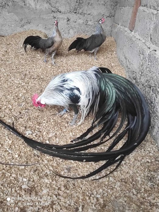 Găini Phönix pitic