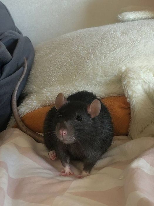 грызуны крысы дамбо