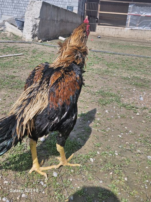 Супер шоже кораздар сатылады срочна