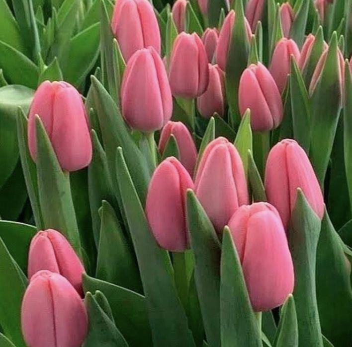 Тюльпаны оптом 420