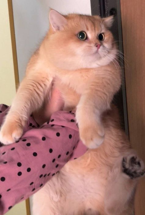 Zolotaya shinshilla ny 12