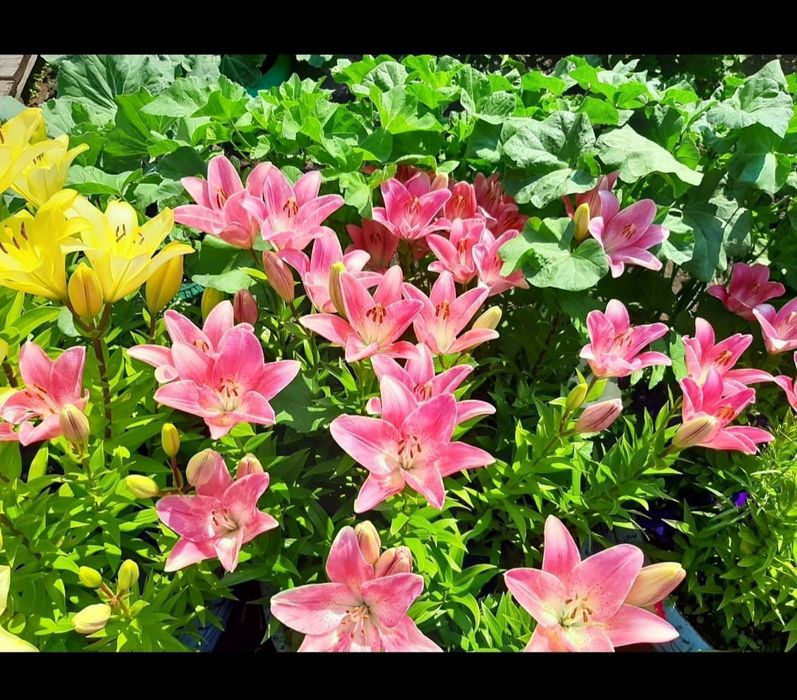 Продам дачу общество ,,Легенда,, оз.Пёстрое