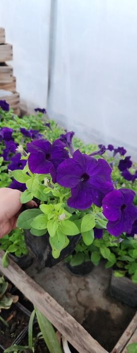 Продам цветы. Одналетки