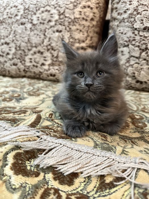 Продам кошечек мейн -куна