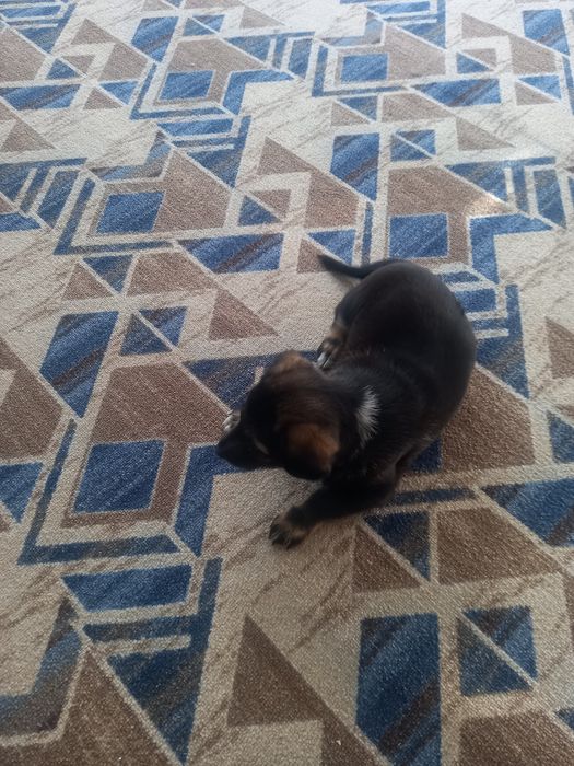 Отдам Щенок девочка.