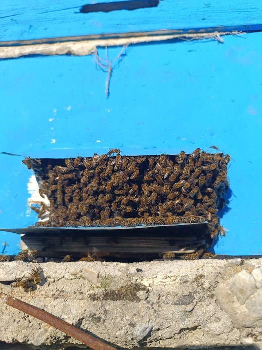 ЕвоРой - примамка за пчелни рояци