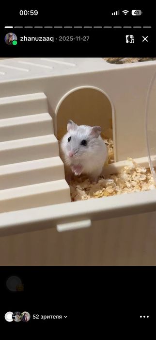 Джунгарский хомяк 4 месяца