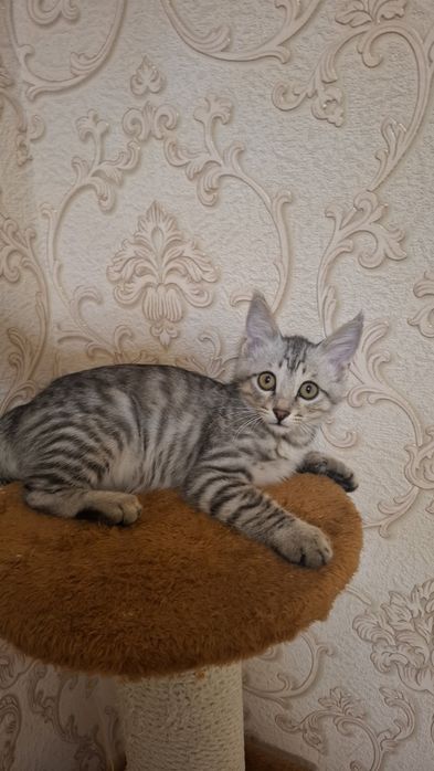 Котенок 2 месяца, мальчик. Отдам даром в очень хорошие руки. Хвостик..