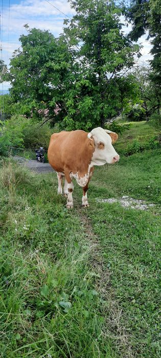 Vând  vacă cu lapte si montană ,are 4 ani pentru mai multe detalii sa ma sunați la numarul de telefon,0763819000
