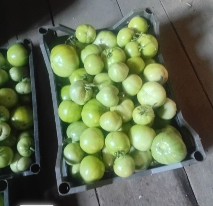 Продам помидоры, кабачки