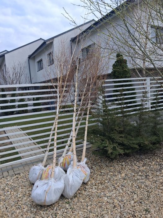 Copaci ornamentali mesteacăn platani