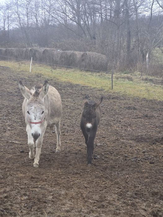 Vând 1-2  magarite cu pui mic, cu lapte