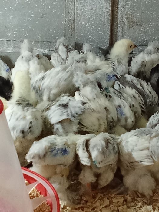 Pui de gaina brahma herminat deschis