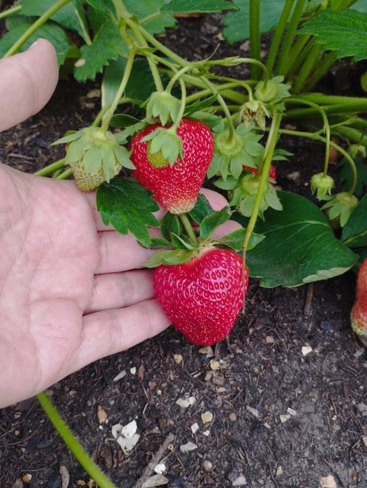 Рассада клубники, малины