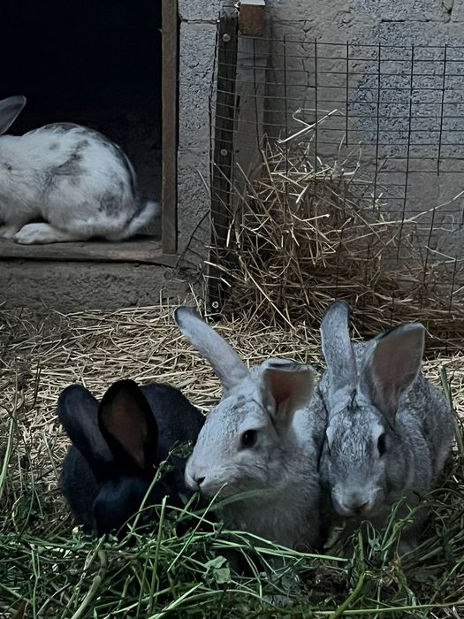 крольчата 3месеца