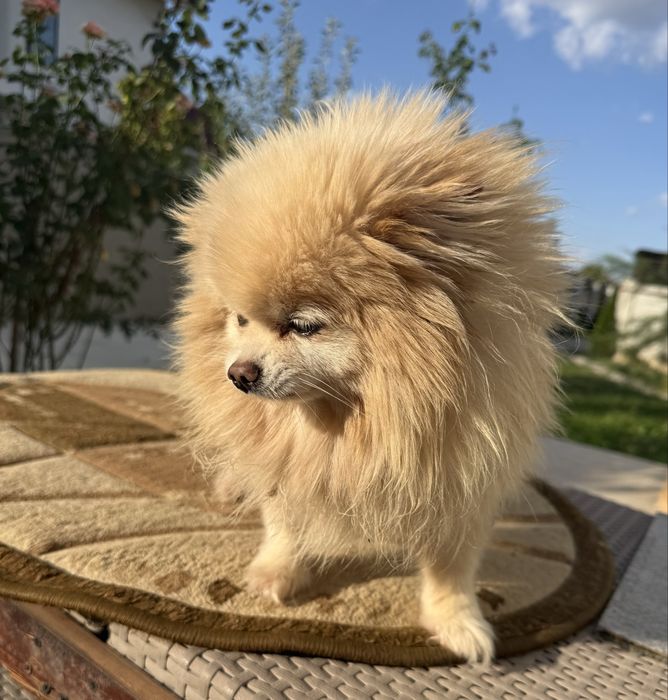 Pomeranian Cu pedigree