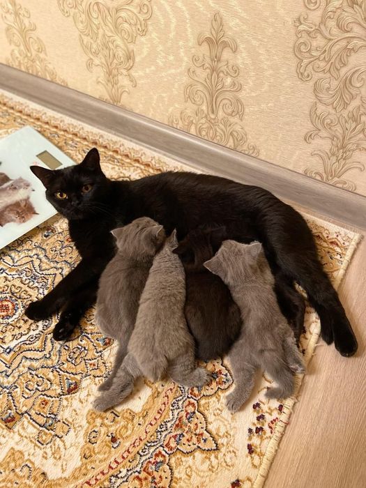 Вязка британского кота