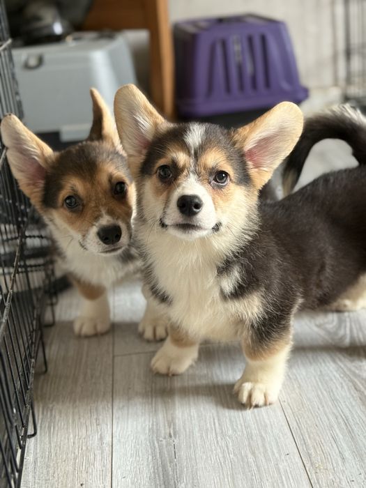 Вельш корги пемброк малыши