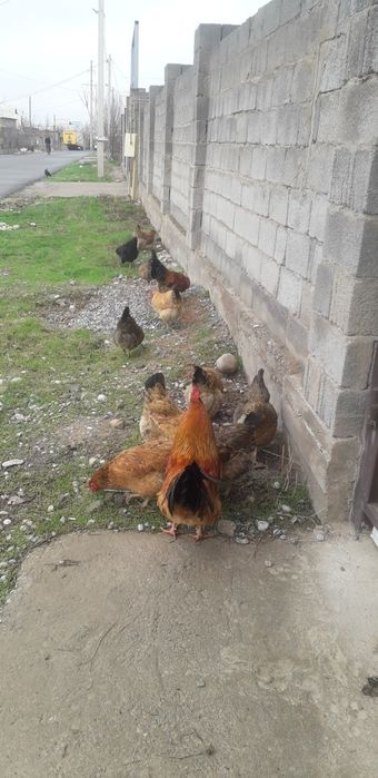 Кучинский яйцо продается