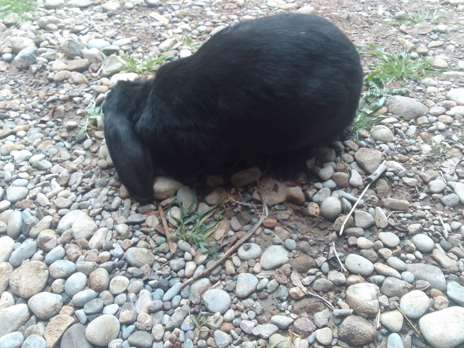 Кролик самка ургашы