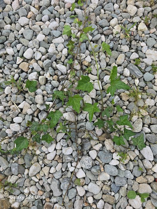 Butasi Iedera (Hedera Helix) cu radacina pentru gard viu, 20-50 cm