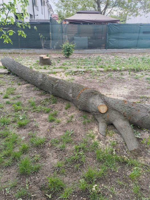 Trunchi stejar 8m vechi ~50 ani – mobilier rustic / grinzi / debitare.