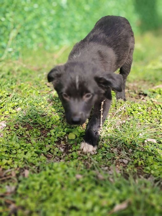 Подарява Кученца на 3 месеца