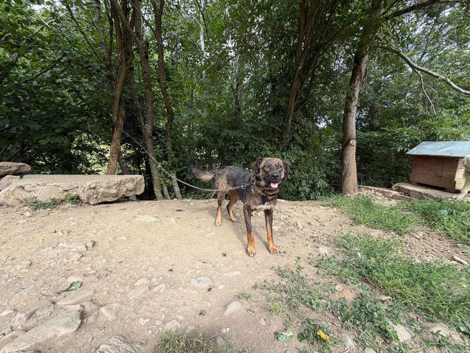 Metis cu Copoi Ardelenesc (cățelusa) spre adopție