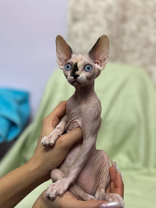 Продаются котята сфинкс