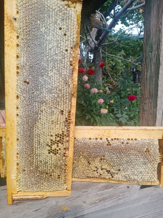 Сотовый мёд. Разнотравие.