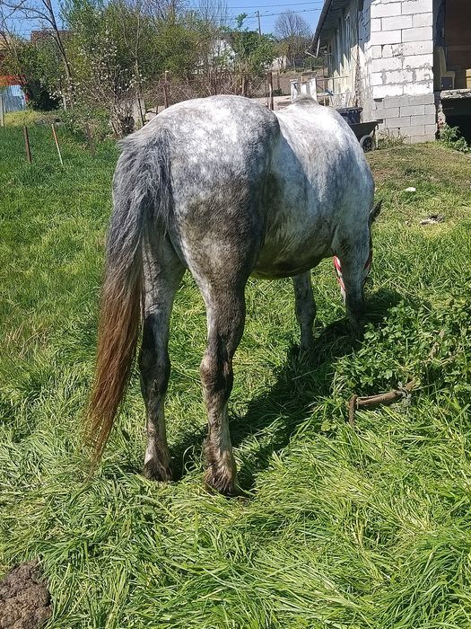 Iapa de vanzare cal castrat de vanzare