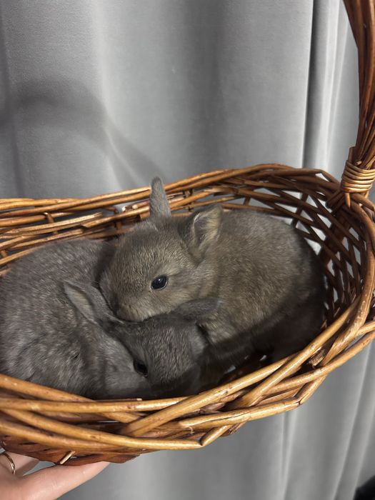 Декоративные кролики