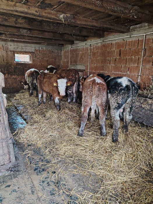 Vând viței bălțați și belgian