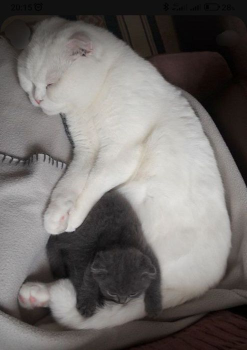 Продается Кот, порода Скотиш Фолд.