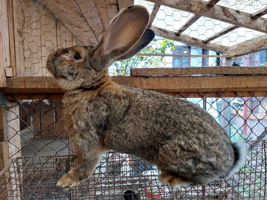 Iepuri urias gri german