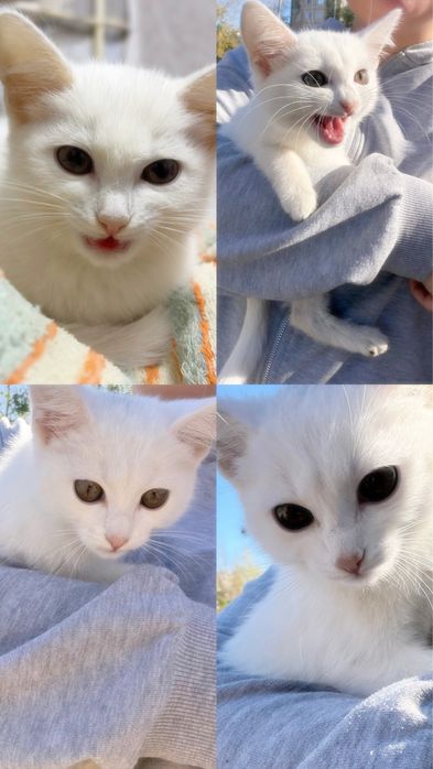 Котенок милашка месяца 2 с приданым