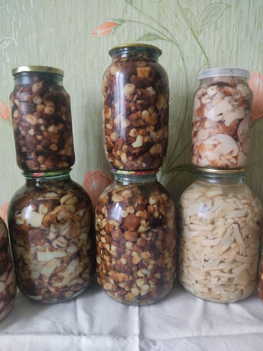 Грибы валуи и грузди