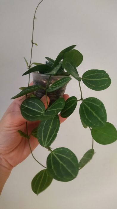 Дисхидия овата, продам