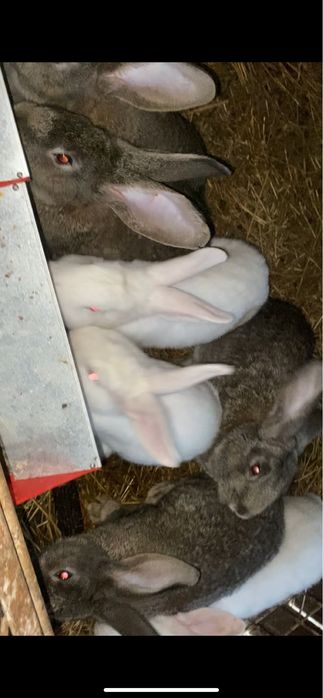 Vand iepuri hycole francez si urias german