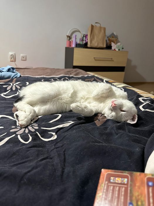 Подарявам коте, 2-годишно