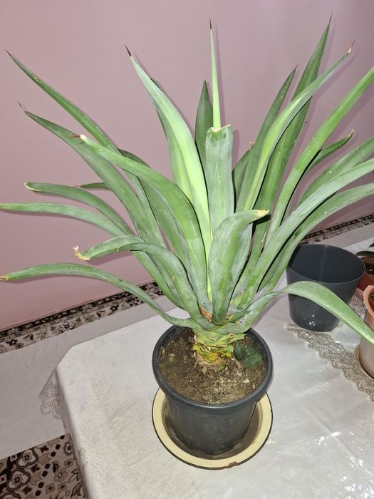 Gul Uy ishxona ofis kalidorlar uchun gul